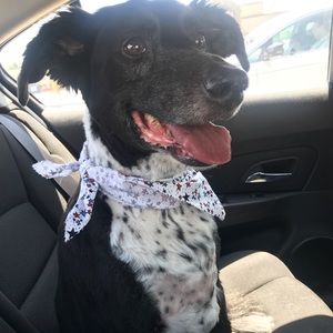 Meet your Posher, Dani